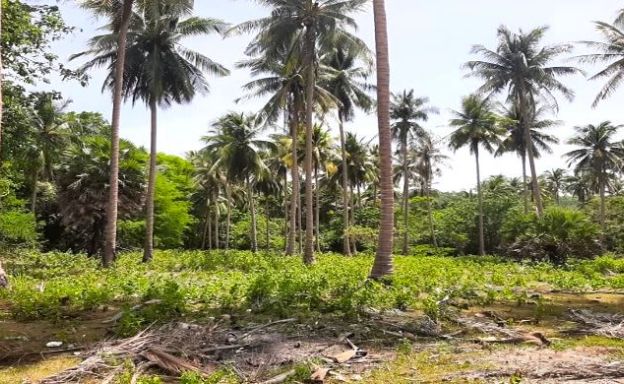 Koh Tan Beachfront Land for Sale Pristine Private Bay