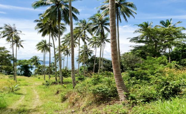 30 Rai Koh Samui Prime Land for Sale in Taling Ngam