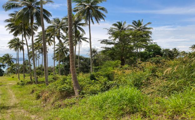 30 Rai Koh Samui Prime Land for Sale in Taling Ngam