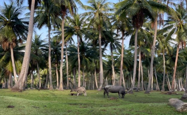 koh-samui-pool-villas-sale-maenam-beach