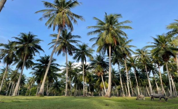 koh-samui-pool-villas-sale-maenam-beach