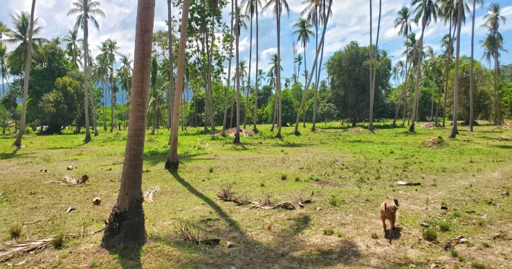 koh-samui-prime-freehold-land-ban-kao-3