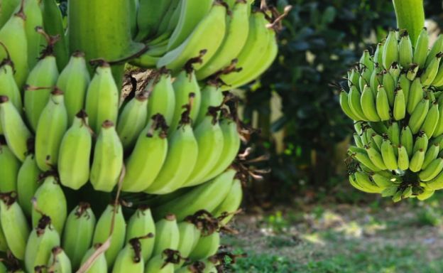 koh-samui-large-garden-pool-villa-for-sale-lipa-noi